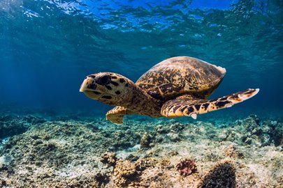 Khao Lak snorkeling